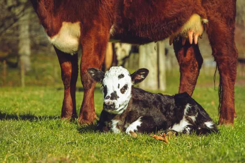 A calf lying near a cow