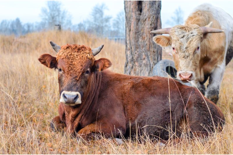 Two cows standing in a grassy field next to a tree. Text overlay: Beef testicle supplement benefits.