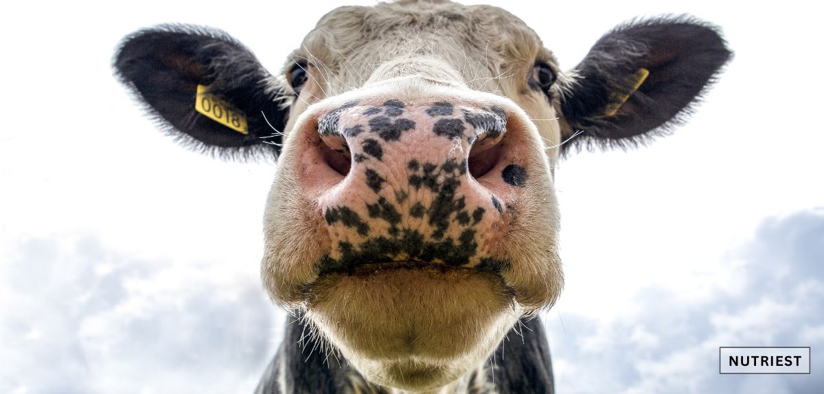 Cow close-up, highlighting the best iron supplement for anemia from beef blood.
