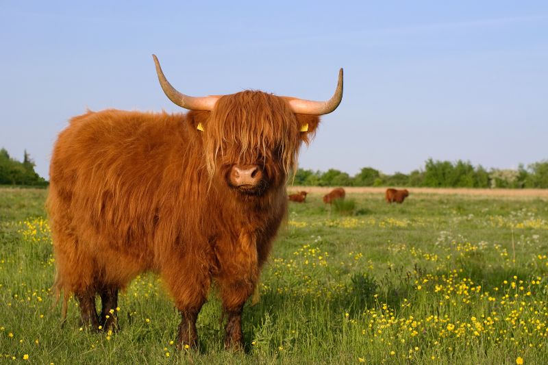  A Highland cow in a pasture, representing European beef