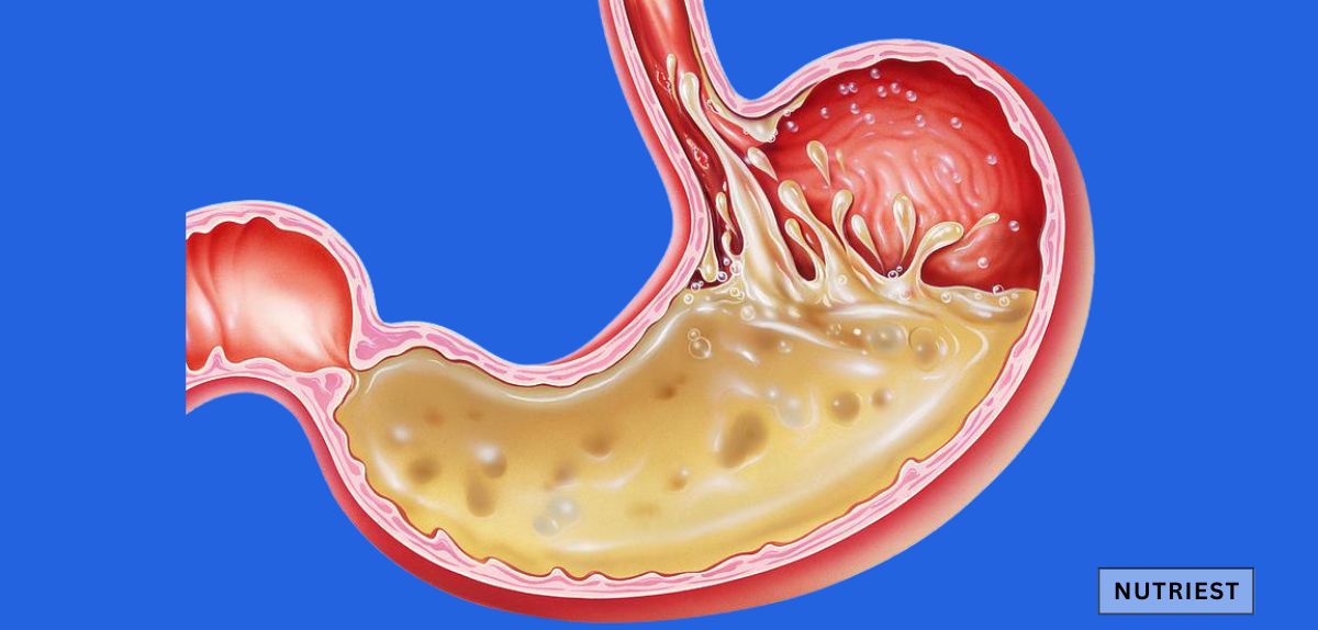 How long does it take for iron to be absorbed into the blood shown via stomach digestion.