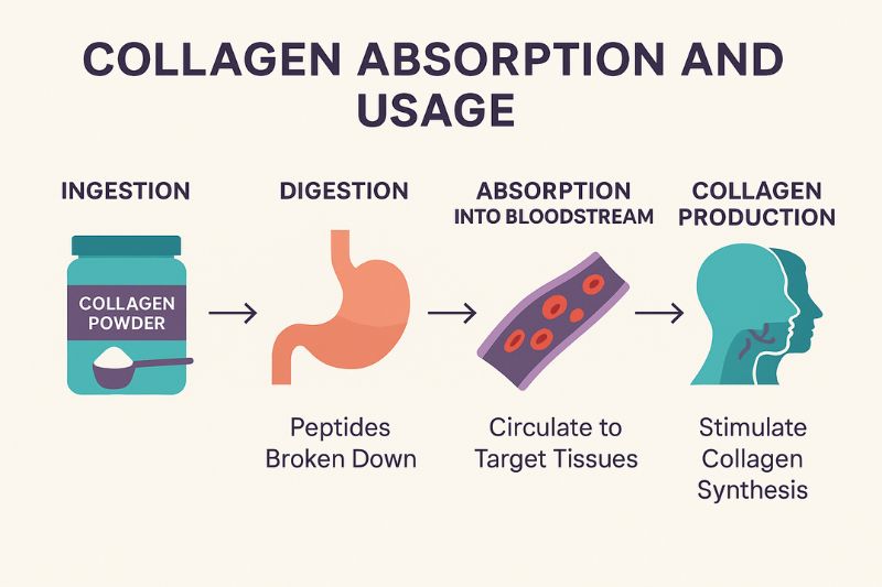 Infographic showing how grass fed collagen is digested and used—what is grass fed collagen.