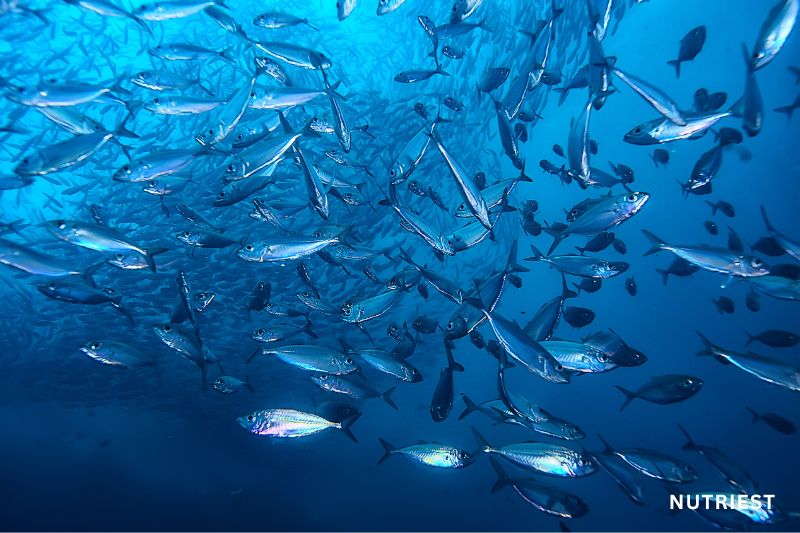 Fish swimming underwater representing marine collagen vs grass fed collagen sources comparison