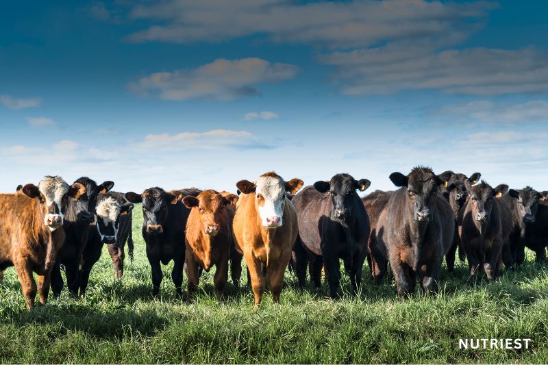 Grass fed cattle symbolising the source difference in marine collagen vs grass fed collagen