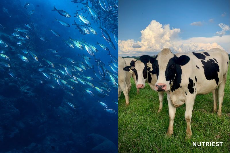 Fish and cows side by side illustrating marine collagen vs grass fed collagen sources
