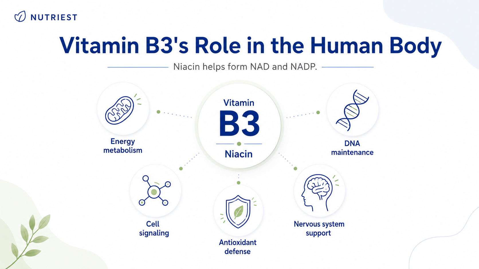 Illustration of vitamin B3 and niacin’s role in the body, highlighting key vitamin B3 deficiency symptoms.